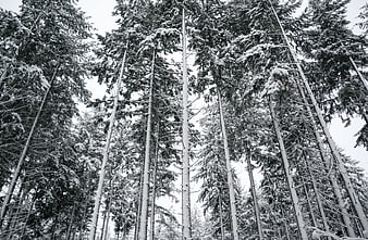 Low Angle View of Snowy Pine Forest in Black and White