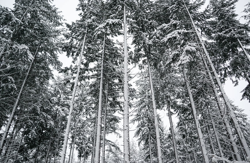 Low Angle View of Snowy Pine Forest in Black and White