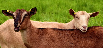 Two young goats resting together in a green pasture