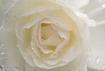 Close-up of white rose with water droplets