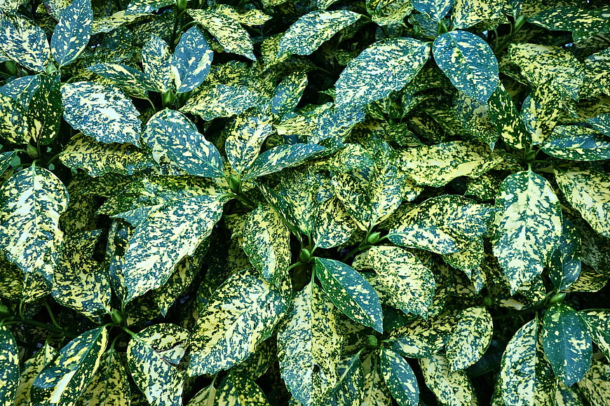 Close-up of Variegated Green and Yellow Foliage Pattern