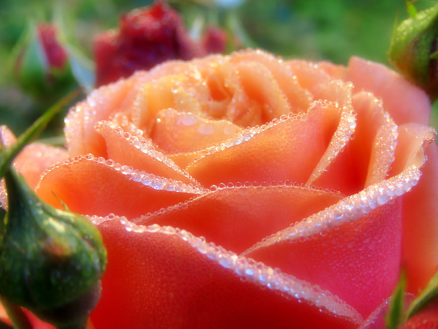 Close-up of Orange Rose with Dewdrops