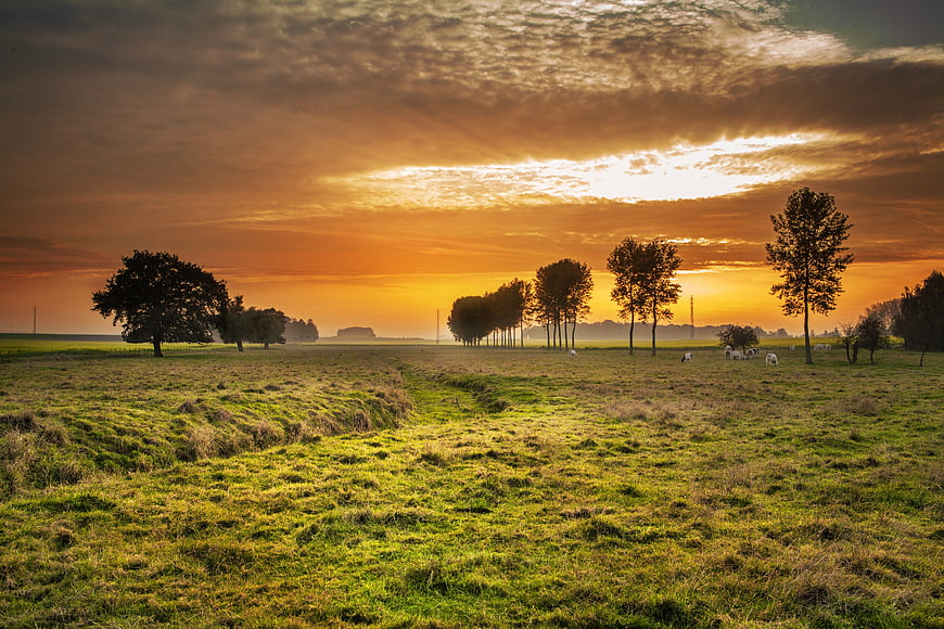 Golden Sunset Over Pastoral Meadow with Grazing Sheep