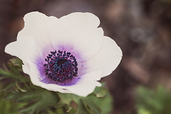 Close-up of white anemone flower with purple center