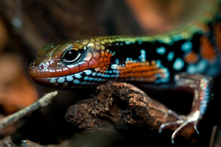 Close-up of a colorful five-lined skink lizard