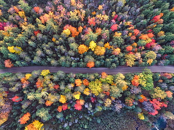 Aerial View of Colorful Autumn Forest with Winding Road
