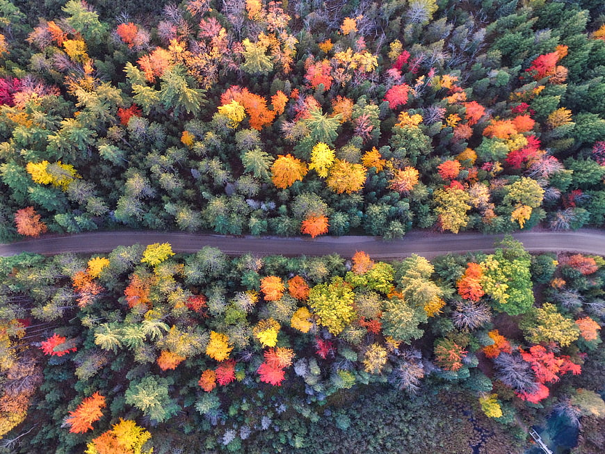 Aerial View of Colorful Autumn Forest with Winding Road