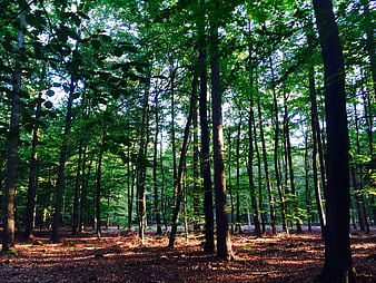 Sunlit Green Forest with Tall Trees and Leafy Canopy