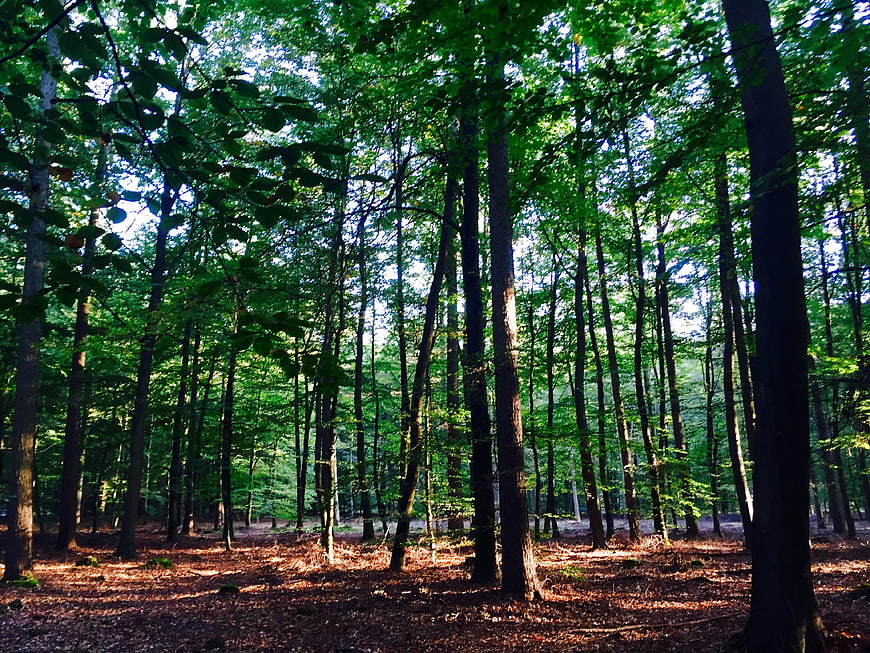 Sunlit Green Forest with Tall Trees and Leafy Canopy