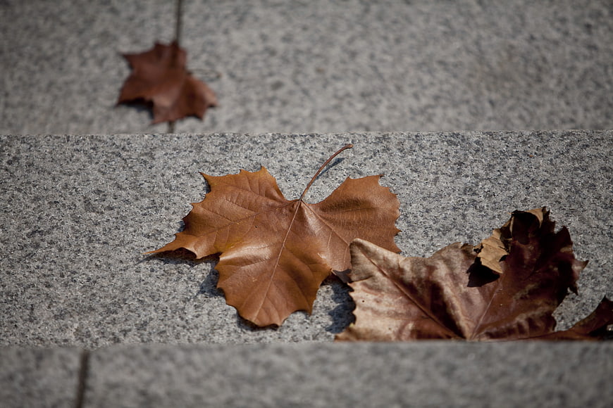 Dried brown maple leaves on gray stone steps