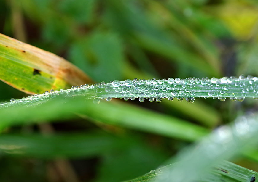 Close-up of dew drops on green grass blade