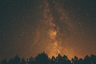 Milky Way Galaxy Over Silhouetted Pine Forest at Night