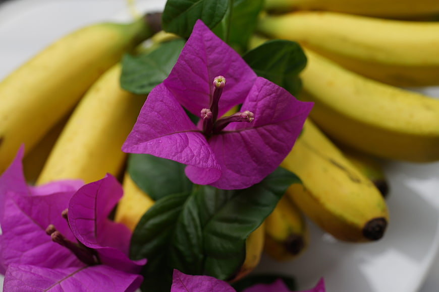 Vibrant purple bougainvillea flowers with yellow bananas