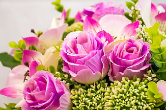 Close-up of vibrant pink roses and green filler flowers