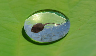 Tadpole trapped inside a water droplet on a green leaf