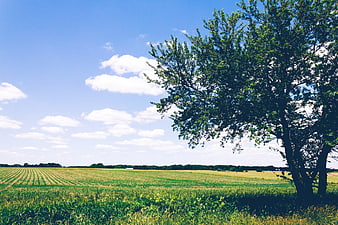Lush Green Agricultural Field with Large Tree and Blue Sky