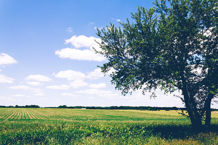 Lush Green Agricultural Field with Large Tree and Blue Sky