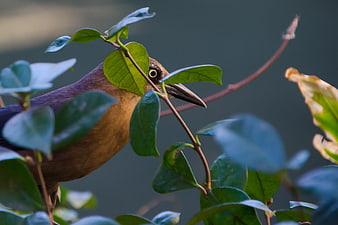 Brown Bird Perched Among Green Leaves in Nature