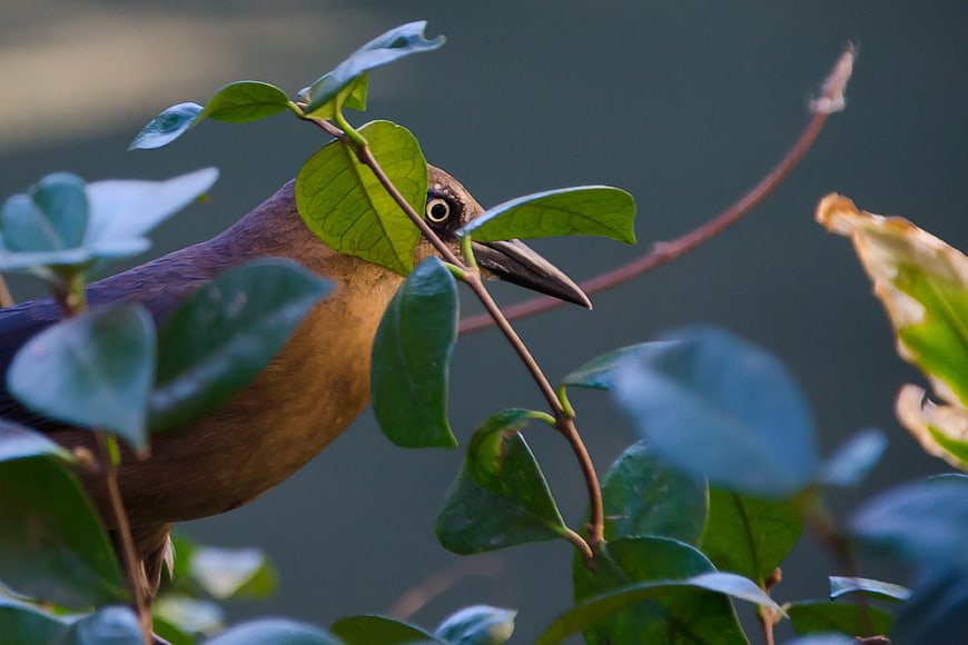 Brown Bird Perched Among Green Leaves in Nature