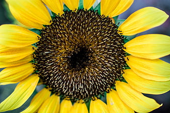Close-up of a vibrant yellow sunflower with detailed center