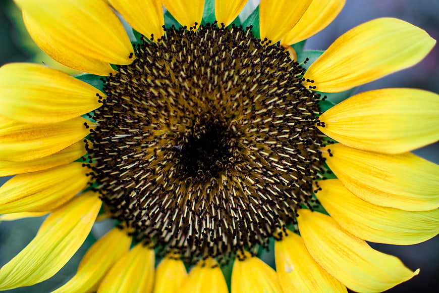 Close-up of a vibrant yellow sunflower with detailed center