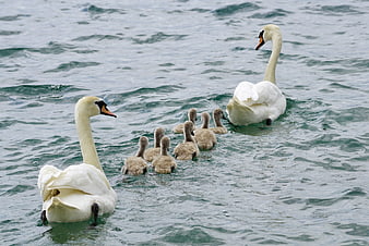 Mute Swan Family Swimming in a Line on a Lake