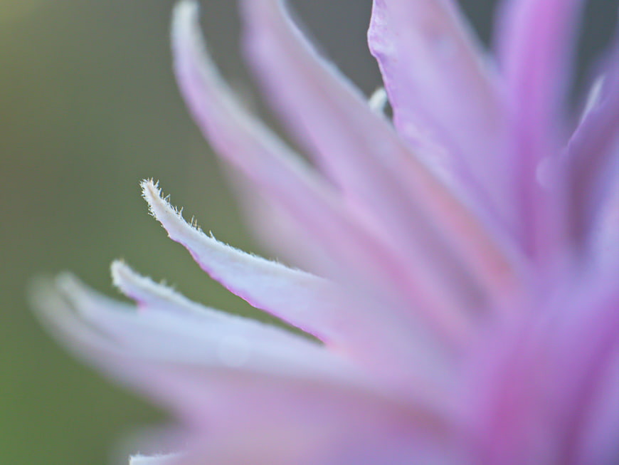 Macro Close-Up of Soft Pink Flower Petals