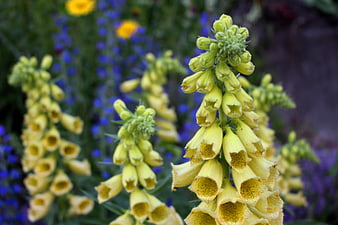 Close-up of yellow foxglove flowers in a garden