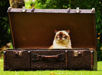 Grumpy Cat Sitting in Vintage Leather Suitcase on Grass