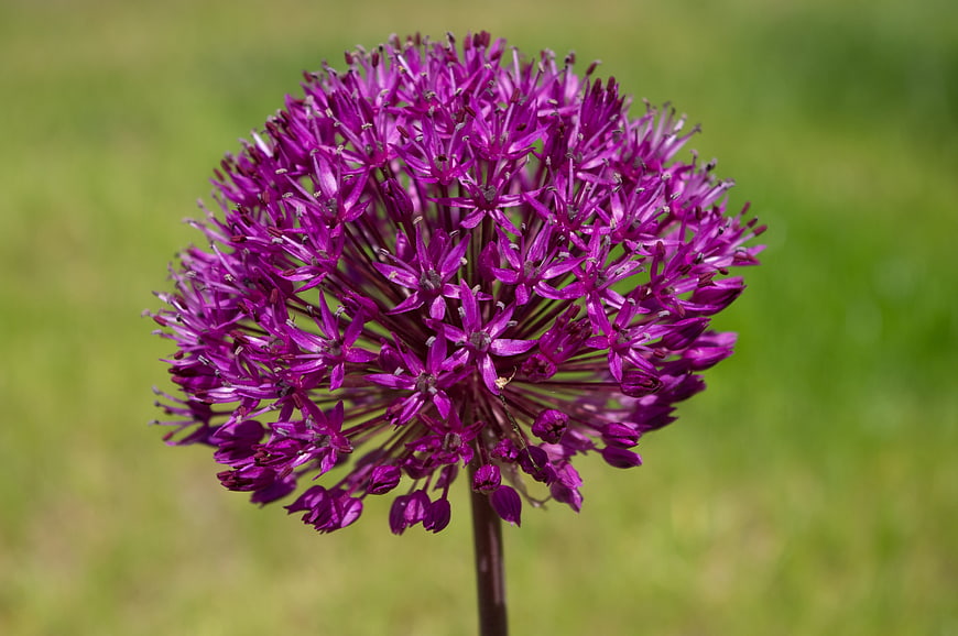 Close-up of vibrant purple allium flower on green background