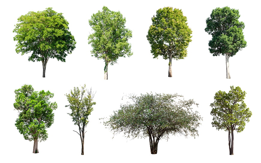 Collection of eight isolated deciduous trees on white background