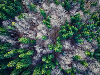 Aerial drone view of mixed evergreen and deciduous forest canopy