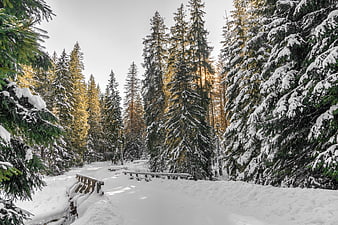 Snowy Forest Path with Sunlit Pine Trees in Winter