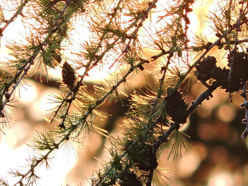 Sunlit Larch Branches with Cones in Golden Hour Light