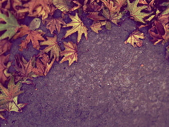 Autumn maple leaves on textured concrete background
