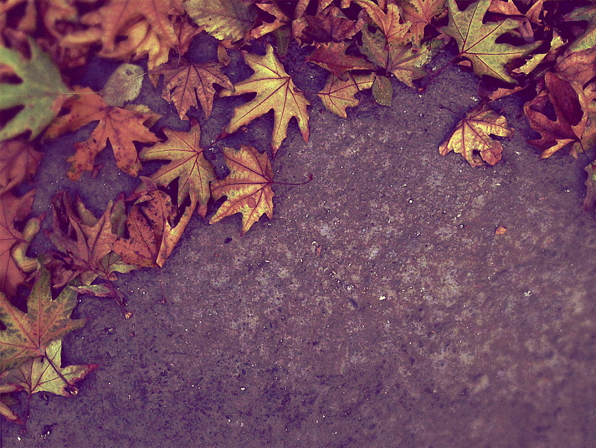 Autumn maple leaves on textured concrete background