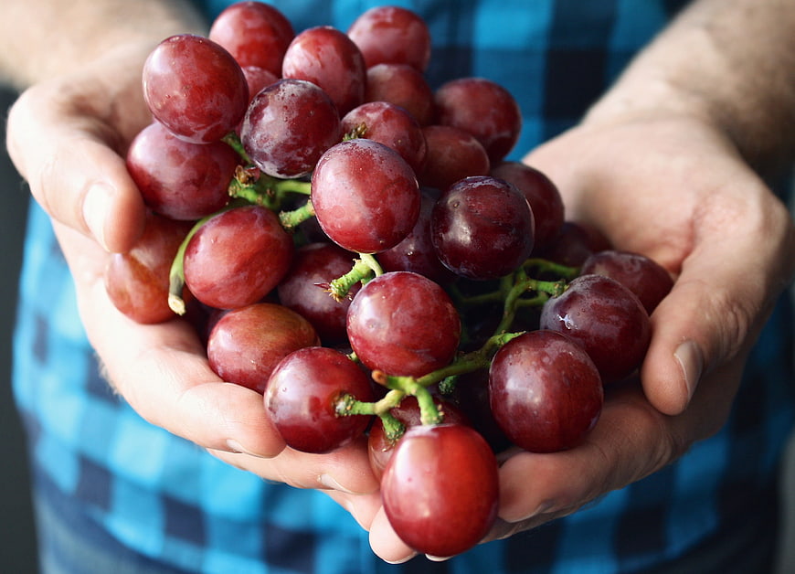 Hands holding fresh red grapes against blue plaid shirt