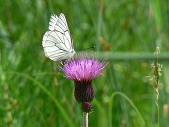White Butterfly on Purple Thistle Flower in Green Meadow