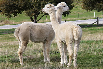 Two white alpacas standing in a green pasture