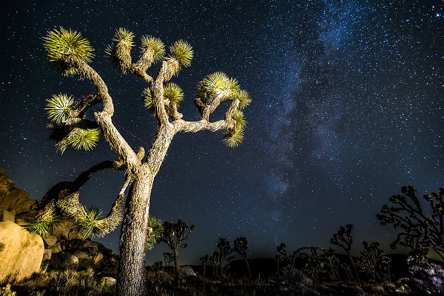 Illuminated Joshua Tree Under Milky Way Night Sky