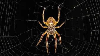 Macro Close-Up of Brown Spider on Web Against Black Background
