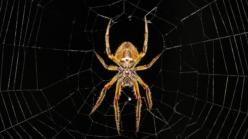 Macro Close-Up of Brown Spider on Web Against Black Background