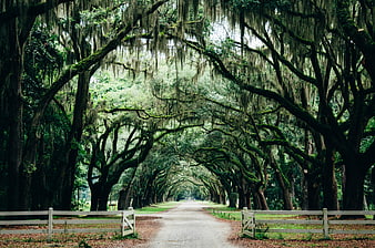 Majestic moss-draped oak tree tunnel with white fence