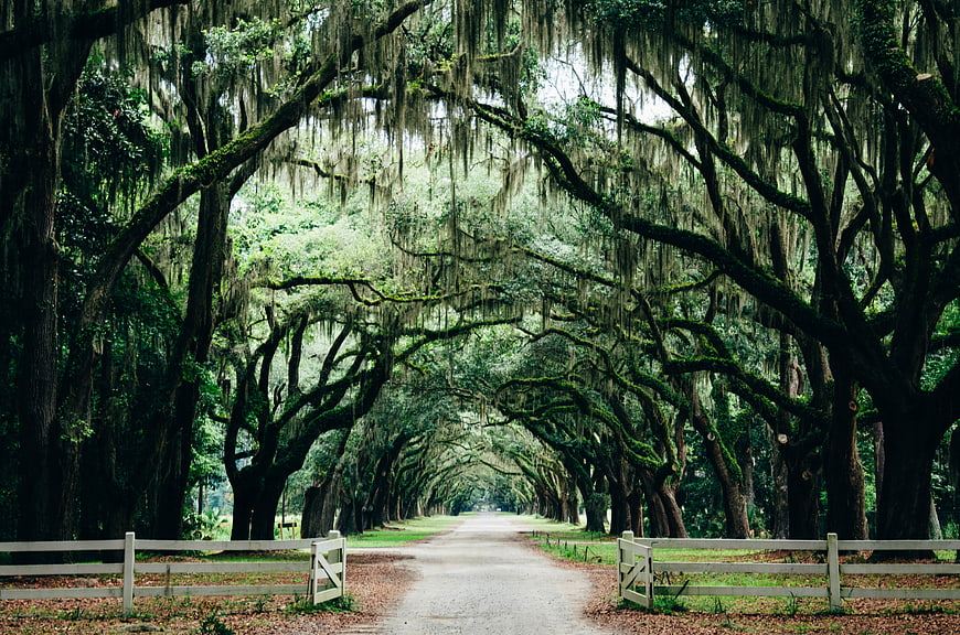Majestic moss-draped oak tree tunnel with white fence