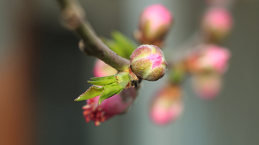 Close-up of pink flower buds on a branch with green leaves