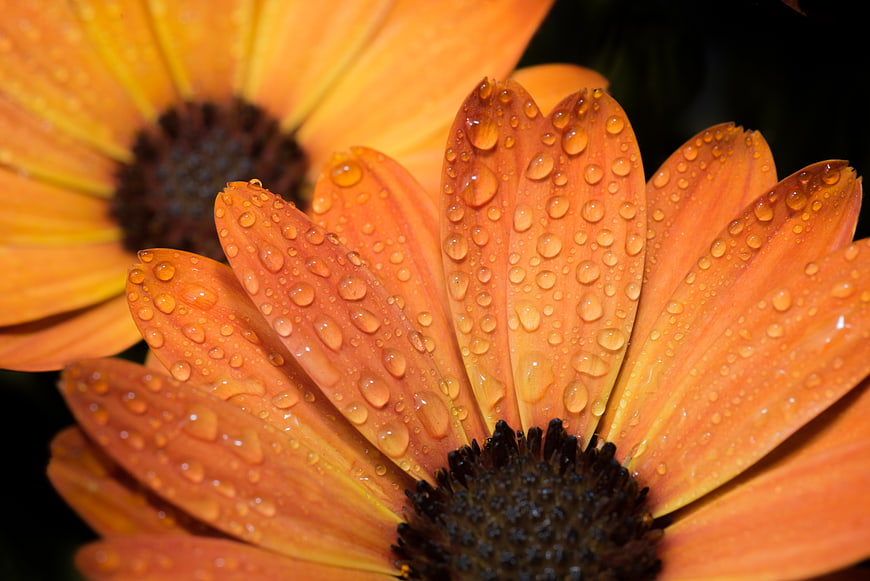 Close-up of orange gerbera daisy with water droplets