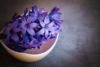Purple Hyacinth Flowers in White Bowl on Gray Background