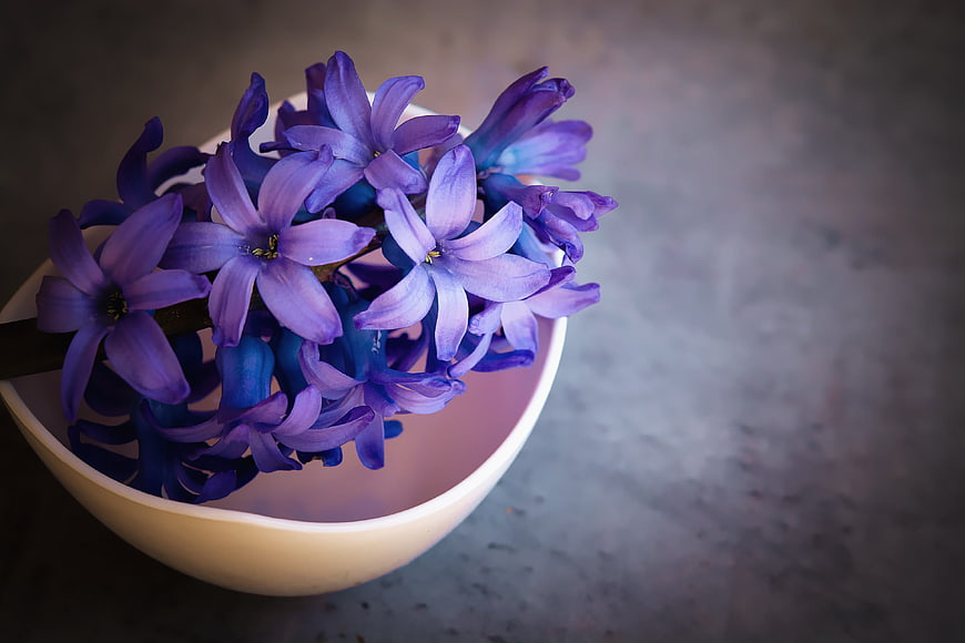 Purple Hyacinth Flowers in White Bowl on Gray Background