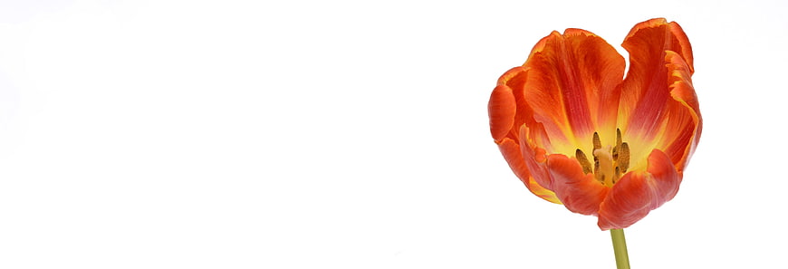 Orange Tulip Flower Close Up On White Background