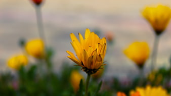 Close-up of Yellow Flower with Blurred Background
